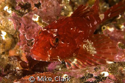 Bright red Scorpionfish. Nikon D70, 60mm lens, with twin ... by Mike Clark 